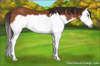 Horse Color:Bay Splash Frame