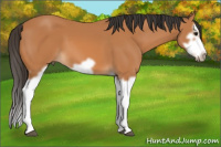 Horse Color:Bay Splash Frame