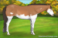 Horse Color:Bay Splash Frame