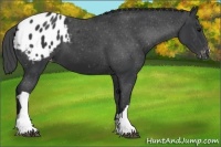 Horse Color:Black Appaloosa 