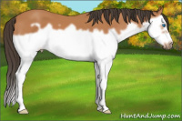 Horse Color:Bay Splash Frame