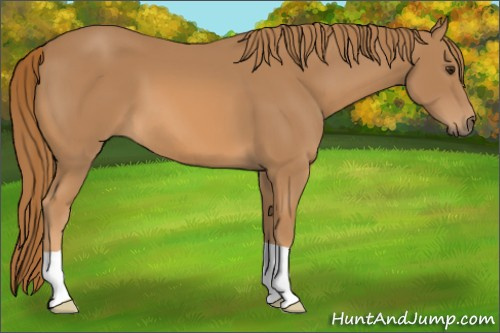 Horse Color: Unknown 