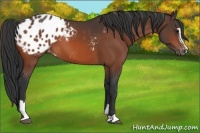 Horse Color:Bay Sabino Appaloosa 