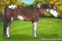 Horse Color:Brown Sabino Blanket 