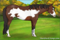 Horse Color:Bay Frame