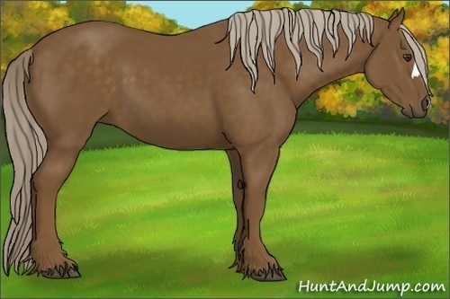 Horse Color: Chocolate Palomino 