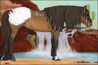 Horse Color:Buckskin Appaloosa 