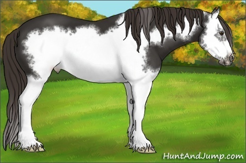Horse Color: Liver Chestnut Splash Frame 