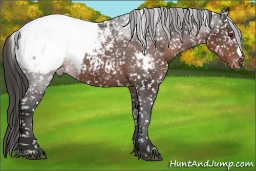 Horse Color: Liver Chestnut Snowcap 
