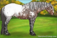 Horse Color:Liver Chestnut Appaloosa 