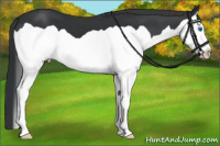 Horse Color:Black Splash 