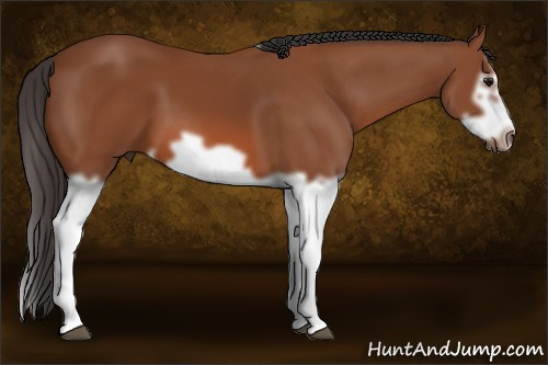 Horse Color: Bay Splash Frame 
