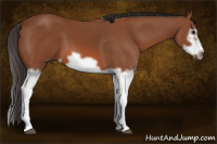 Horse Color:Bay Splash Frame