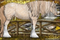Horse Color:Gold Champagne Appaloosa 
