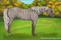 Horse Color:Silver Blue Roan 