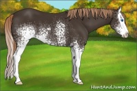 Horse Color:White Spotted Liver Chestnut Splash 
