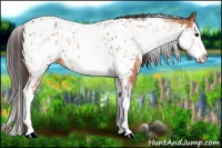 Horse Color:White Spotted Bay Splash Appaloosa