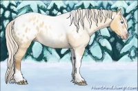 Horse Color:Gray Silver Amber Cream Champagne Roan Dun Splash Tobiano Frame Appaloosa Rabicano 