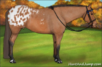 Horse Color:Bay Appaloosa 