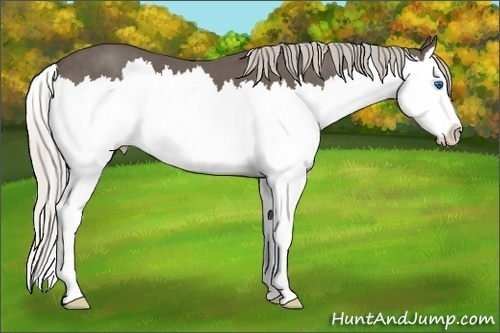 Horse Color: Silver Black Splash 
