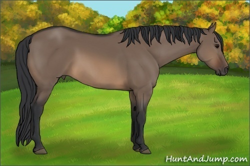 Horse Color: Brown Dun 
