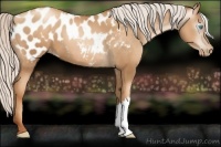 Horse Color:Gray Silver Amber Champagne Pearl Blanket 