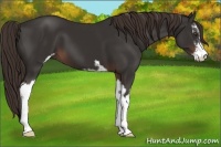 Horse Color:Liver Chestnut Sabino 