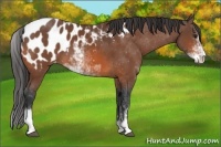 Horse Color:Bay Sabino Near Leopard 