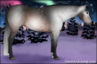 Horse Color:Gray Brown 