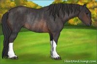 Horse Color:Brown Rabicano  Brindle