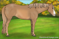 Horse Color:Chestnut Splash 
