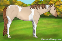 Horse Color:Red Dun Tobiano