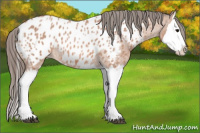 Horse Color:Bay Roan Splash Appaloosa 