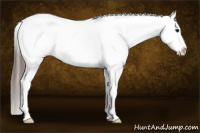 Horse Color:Brown Appaloosa