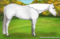 Horse Color:Brown Appaloosa 
