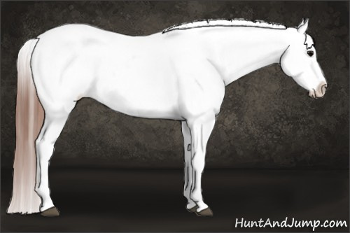 Horse Color: Brown Snowcap 