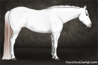 Horse Color:Brown Appaloosa 