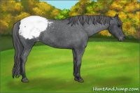 Horse Color:Brown Appaloosa