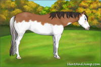 Horse Color:Bay Splash Frame