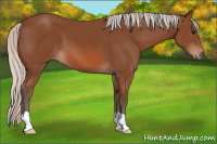 Horse Color:Silver Bay 