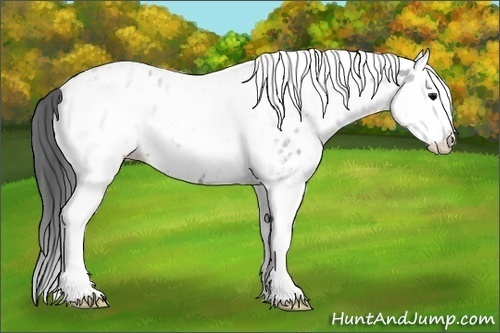 Horse Color:White Spotted Blue Roan Splash Appaloosa