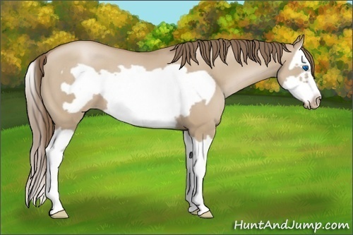 Horse Color:Grullo Pearl Splash Frame 