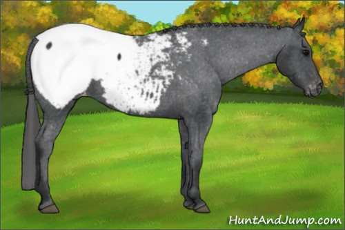 Horse Color: Unknown 