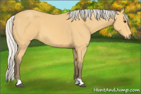 Horse Color:Silver Buckskin