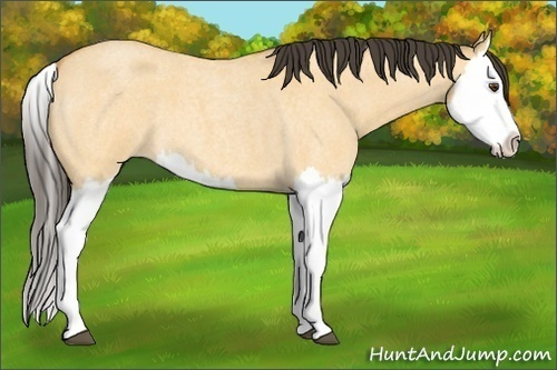 Horse Color:Buckskin Roan Dun Splash 