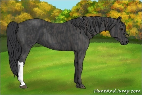 Horse Color:Black  Brindle