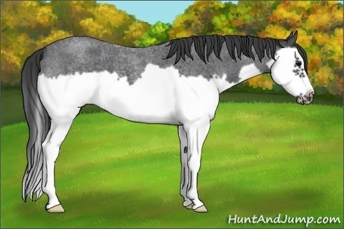 Horse Color: Blue Roan Splash Frame 