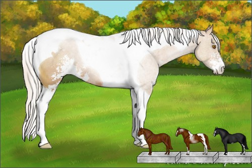 Horse Color: Silver Black Pearl Sabino Tobiano 