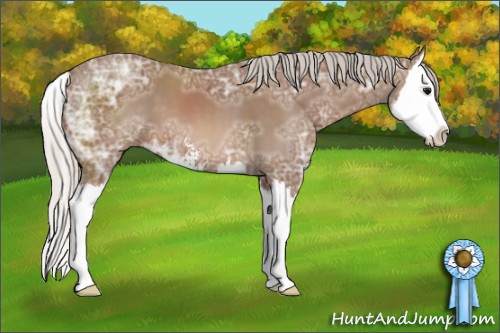 Horse Color: Silver Black Ice Sabino Splash 