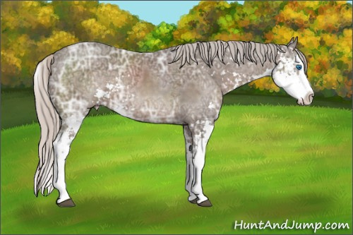 Horse Color: Silver Black Ice Sabino Splash 